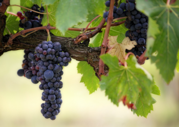 Top 7 Facts About Pinot Grigio Wine