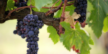 Top 7 Facts About Pinot Grigio Wine