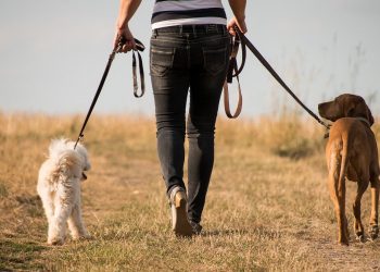 Tips for Walking Male and Female Dogs Together