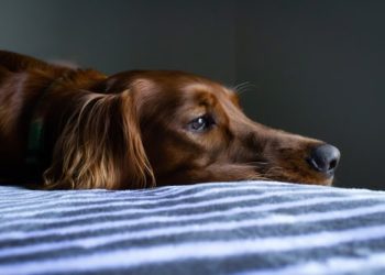 New infographic identifies the hairiest dog breeds in the UK