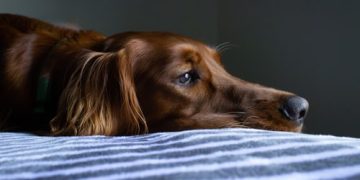 New infographic identifies the hairiest dog breeds in the UK