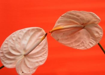 The UK’s Next Leading Online Retailer For Sex Toys Has Just Launched