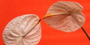 The UK’s Next Leading Online Retailer For Sex Toys Has Just Launched