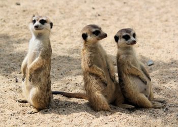 The British Brands Defined By Their Animal Association