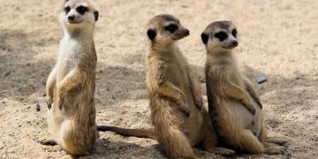 The British Brands Defined By Their Animal Association