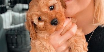 Rosedale Doodles: How Canine Interactions Help To Improve Wellbeing