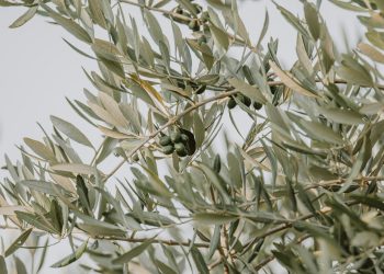 When Should Olive Oil Be Harvested?