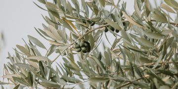 When Should Olive Oil Be Harvested?