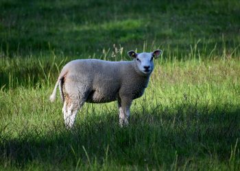 The Role of Ruminant Feeds in Sustainable Farming Practices