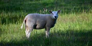 The Role of Ruminant Feeds in Sustainable Farming Practices