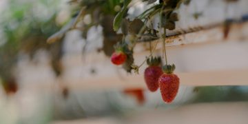 Strawberry Plants