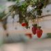 Strawberry Plants