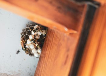 Lichfield Pest Control Explained: Practical Insights for Homes and Businesses 