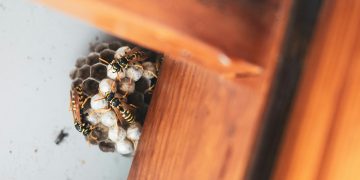 Lichfield Pest Control Explained: Practical Insights for Homes and Businesses