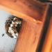 Lichfield Pest Control Explained: Practical Insights for Homes and Businesses